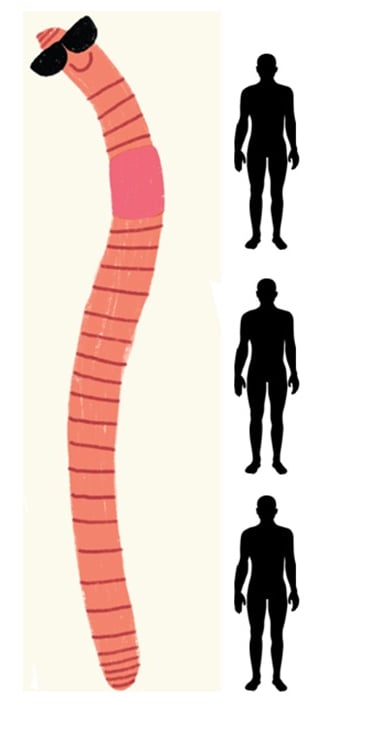 Illustration showing the longest earthworm ever found. 6.7 metres. Bigger than 3 men.