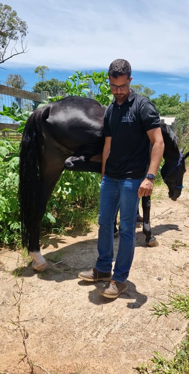 Clínica especializada em cavalos de alto desempenho esportivo