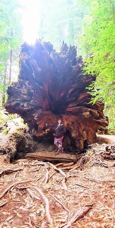 CA Coast - A giant redwood fallen over, see the la hole on the bottom that runs up the center