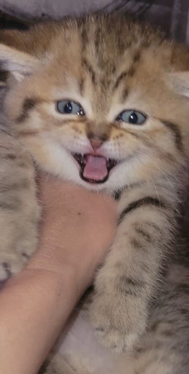 British Shorthair temperament www.prettybrity.com