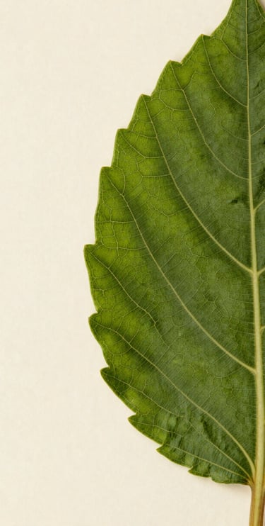 Extreme close-up of a single Ayurvedic medicinal leaf pressed against the right canvas edge, north-facing daylight rendering true deep-green vein structure and surface texture, leaf filling the frame edge-to-edge on the right, generous dark-cream negative space on the left third