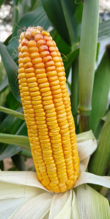 A ripe yellow corn cob growing on a green stalk in a field, ready for harvest.