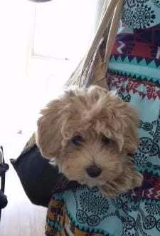 apricot maltipoo in moms hand bag