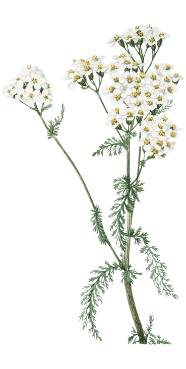 Plante médicinale à fleurs blanches pour extraction botanique d'huiles végétales naturelles