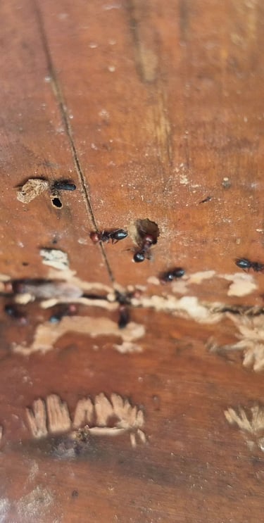 Fourmis Charpentières poutre maison