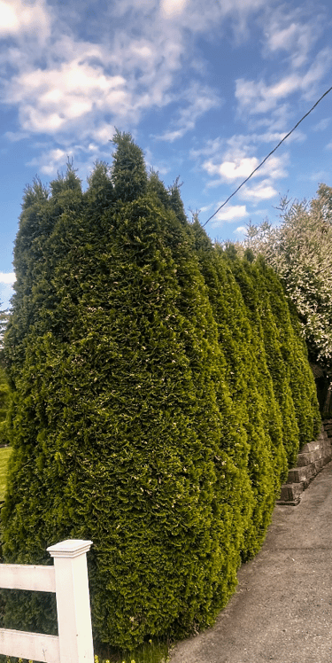Arborvitae hedge pruning from Bothell trimming crew