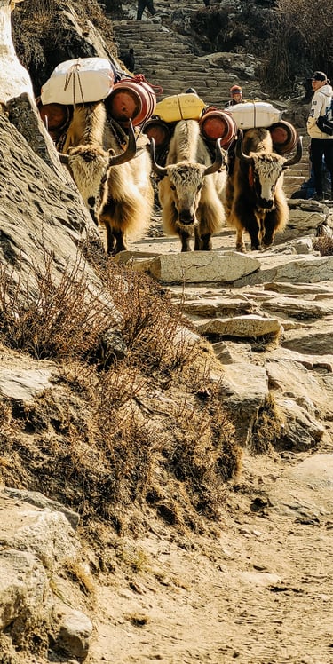 Himalayas, EBC, everest base camp, trekking in nepal, yak