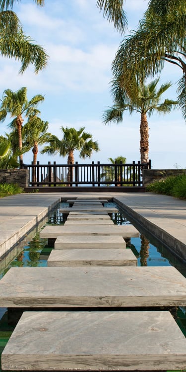 palm trees and rocks 