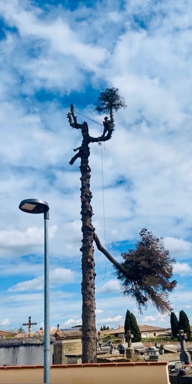 élagage Saint Paul sur Save