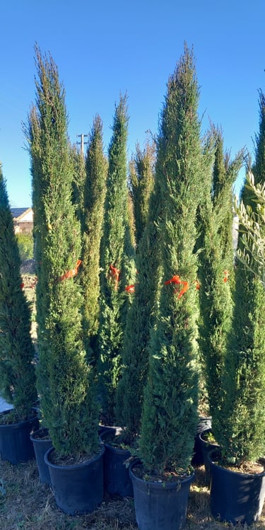 Cupressus sempervirens 'Sancorey'