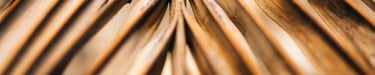 dry palm leaf