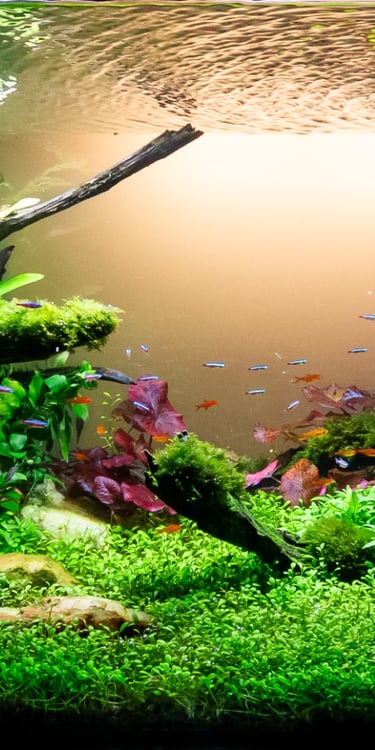 aquario plantado aquapaisagismo plantas