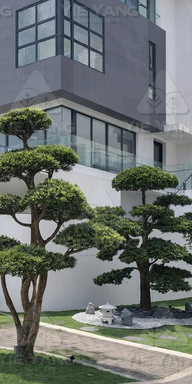 Bonsai trees with Japanese stone garden at modern bungalow – Yie Yang Landscape