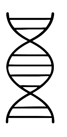 Simple black and white line drawing of a DNA double helix structure icon on a white background.