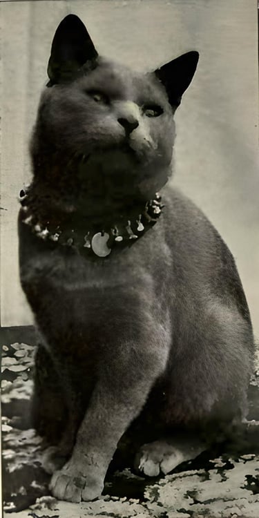 British Shorthair Breed's History