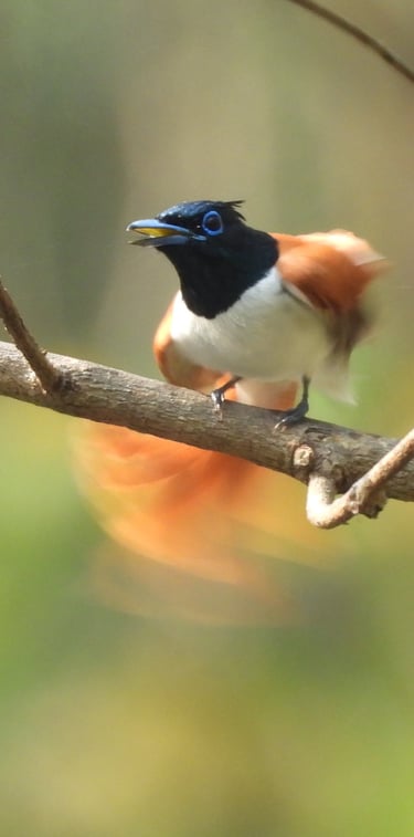 female Flycatcher in Bardiya