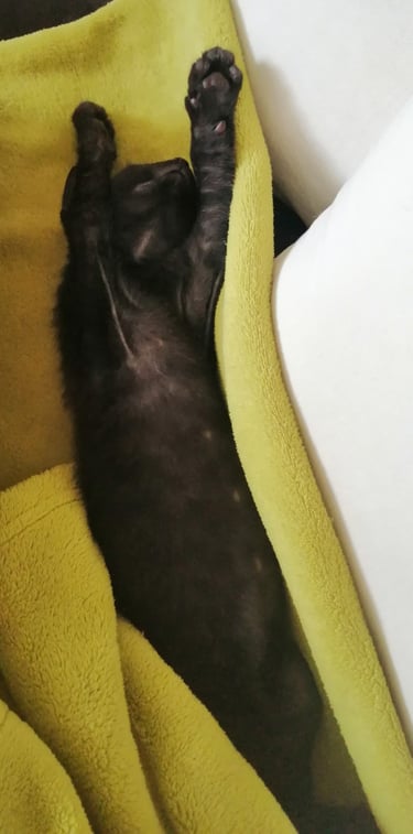le chat