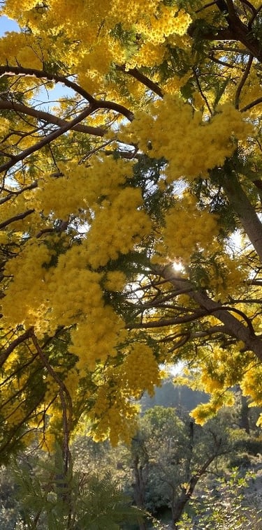 Eine Mimose in voller gelber Blüte angestrahlt von Sonne, die für Widerstandskraft steht.