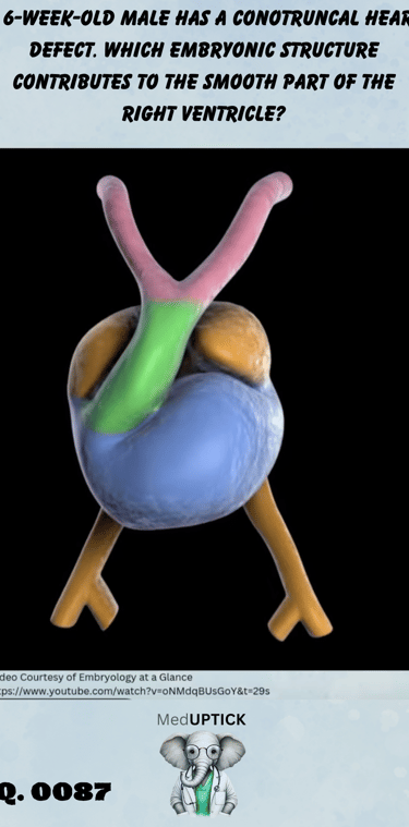 a colorful rendition of the development of the heart as it transforms from a heart tube