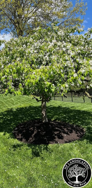 excellent landscaping and hardscaping of grass, stones and trees by NP Landscaping