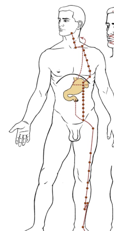 méridien de l'estomac en médecine traditionnelle chinoise