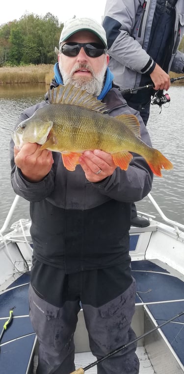 Ein Fischer ist auf einem Boot in Schweden und hat einen schönen Barsch gefangen.