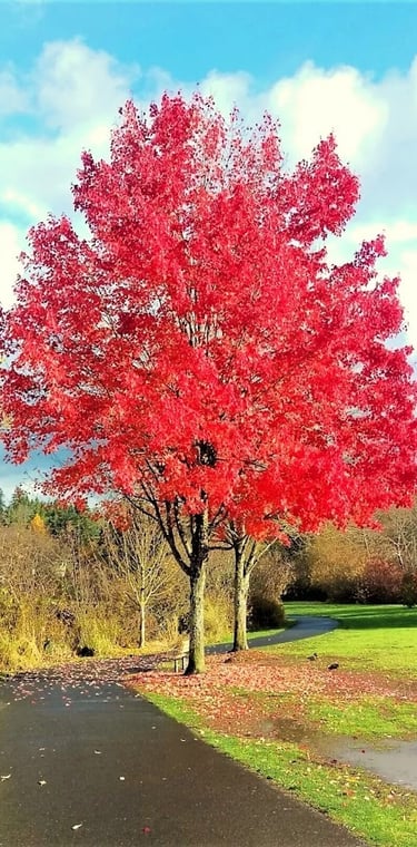 Portland, OR - Red fall leaves Commonwealth Park