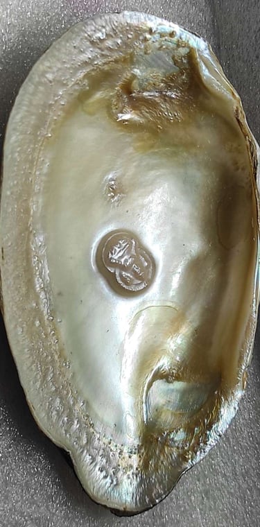 "Divine face designer pearl–11mm cultured pearl with glossy finish-Export-ready"