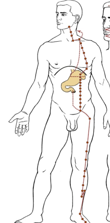 méridien de l'estomac en médecine traditionnelle chinoise