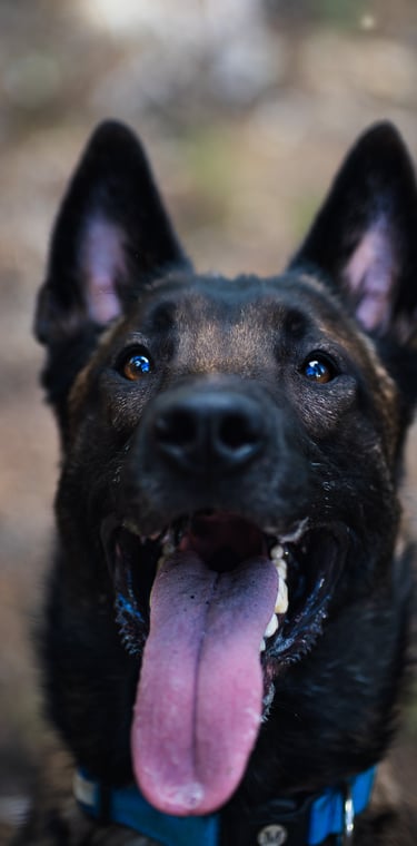 Orama Photo - Photographe Professionnel Alpes de Haute Provence, Valensole, Aix-en-Provence, PACA