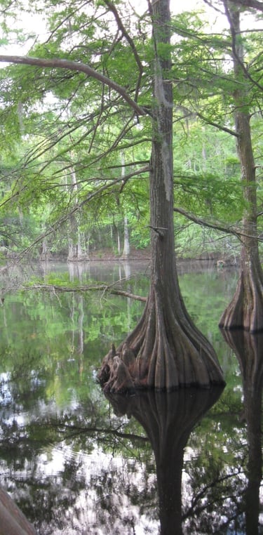 Bayou cyprières Balfa Camp