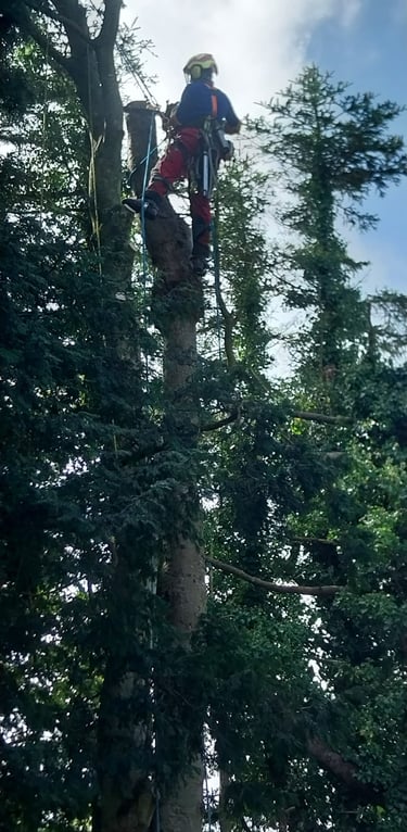 démontage sapin aux griffes