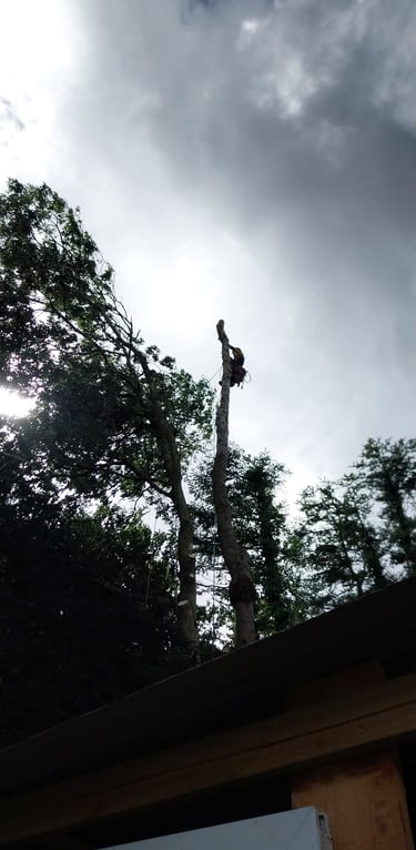 démontage sapin aux griffes