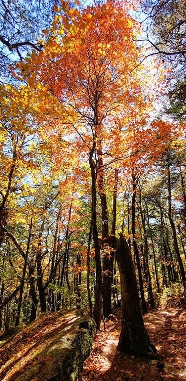 Chatsworth, GA - Scenery going downhill on Stone Tower trail