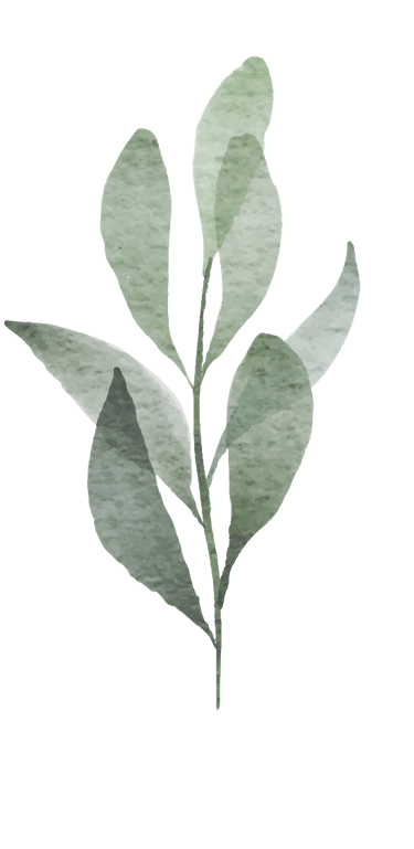 a watercolor drawing of a plant with leaves