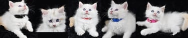 Chatons de Tigresse Les Dolls de Mitilo