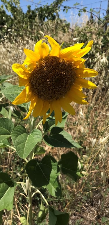 foto van Zonnebloem