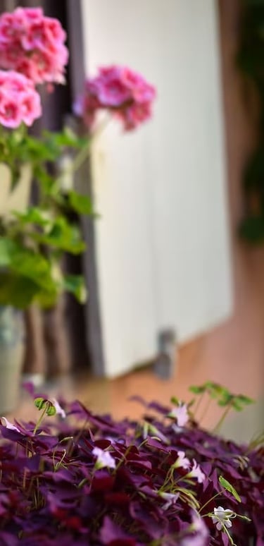 geranium jardin gite alsace