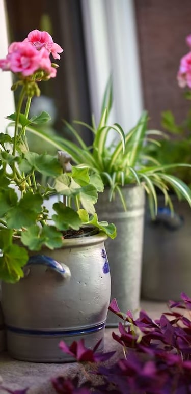 geranium jardin gite alsace