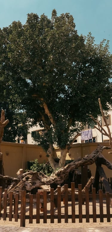 Photo of the Tree of the Virgin Mary in Egypt, surrounded by a wooden protective fence