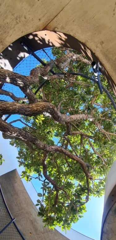 Natureza integrada na varando da casa do Cosmos em Brasília-DF