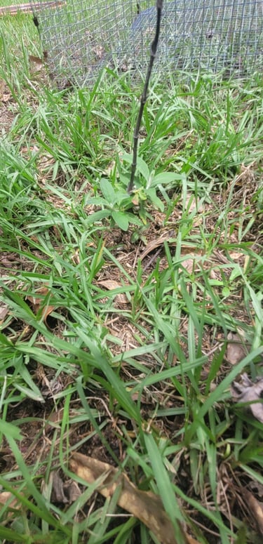 butter fly bush