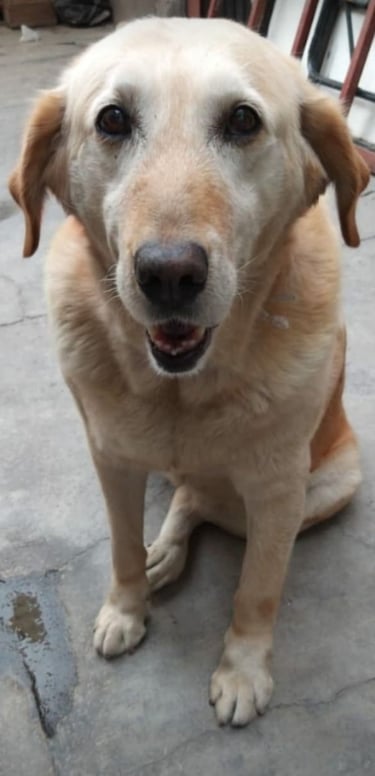 simpático perro mestizo de labrador retriever de color amarillo está sentado en un patio de piedra