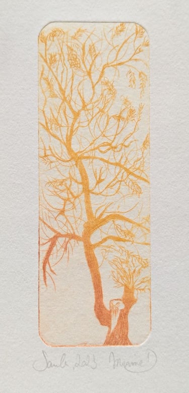 Saule Tetrapak gravure