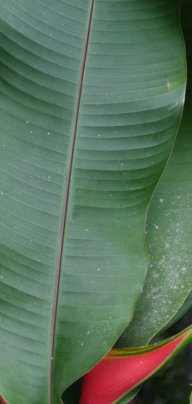 venta de plantas en Cali y Popayán