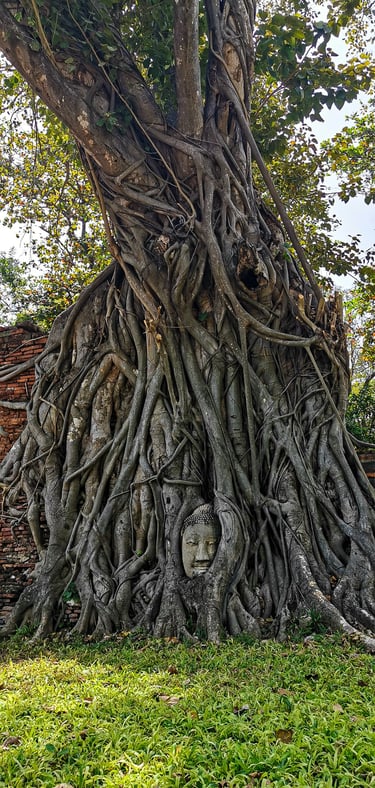 Wat Phra Mahthat - Buddha in boom - Ayutthaya