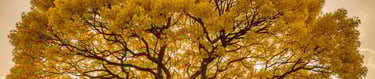 Ipê amarelo florescendo em destaque em uma floresta verde, uma Estratégia de Narrativa de Marca