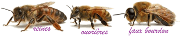 Abeille et bourdon