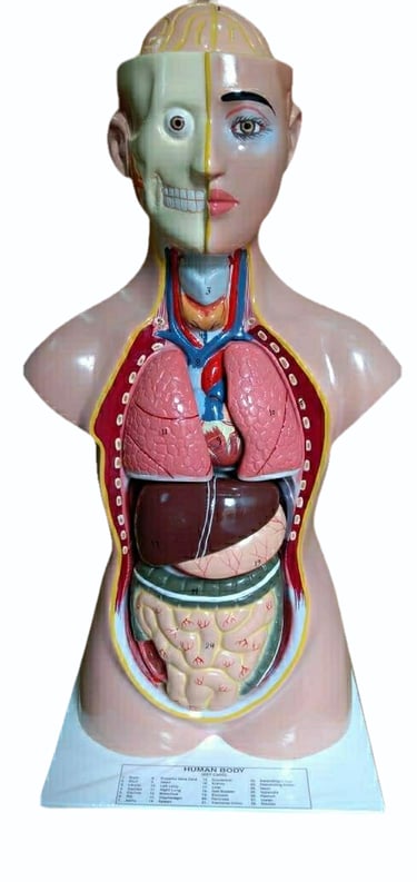 #Human Anatomical model
