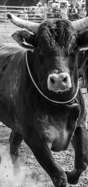 full frontal of a bull at a rodeo
